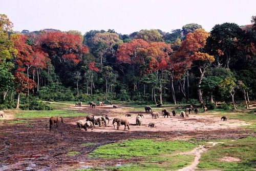 Ngày Động, thực vật hoang dã thế giới năm 2021: Bảo vệ rừng và sinh kế