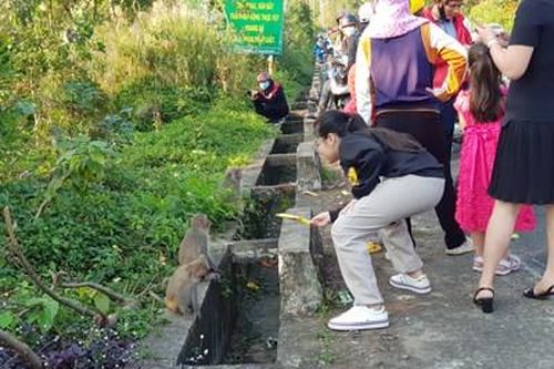 Nhiều hệ lụy từ việc cho khỉ ăn trên bán đảo Sơn Trà