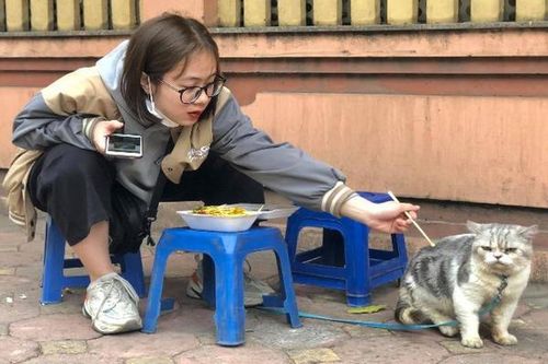 Dỗi 'con sen' ăn mảnh, 'boss' mèo lộ biểu cảm cưng muốn xỉu
