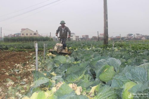 Nghệ An: Hàng trăm ha su su, rau xanh chất đống ngoài đồng vì không bán được