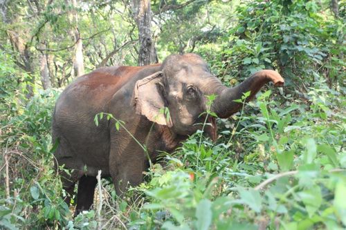 Động vật hoang dã dần tuyệt chủng khiến cuộc sống con người bị đe dọa