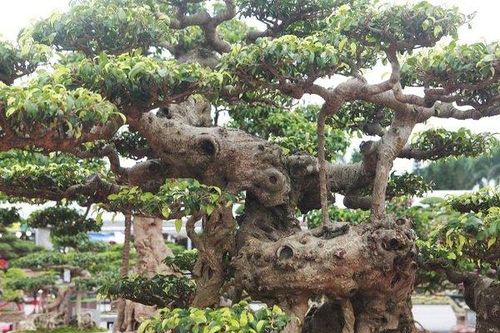 Cận cảnh dàn sanh cổ thế lạ, giá 'khủng' của anh nông dân Thái Bình