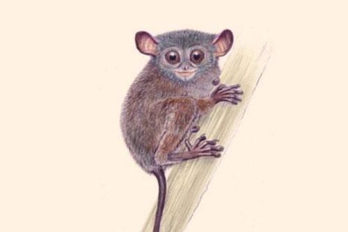 Phát hiện loài khỉ lùn Tarsius niemitzi