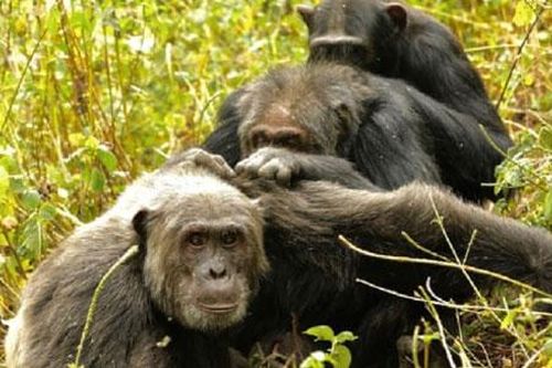 Tinh tinh có kiểu 'lão hóa' trong quan hệ xã hội giống con người