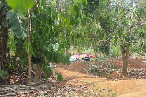 Vụ thi thể không nguyên vẹn trong rẫy cà phê: Do động vật gây ra