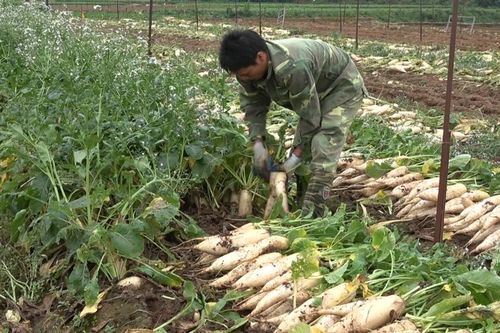 Rau củ được mùa, nông dân nhổ bỏ