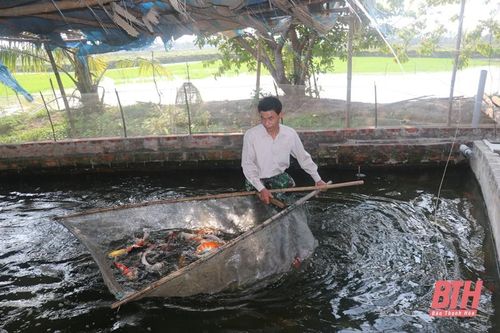Hiệu quả kinh tế từ mô hình nuôi cá Koi giống