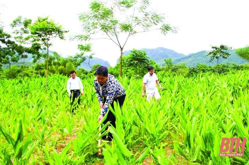 Bảo tồn và phát triển cây dược liệu