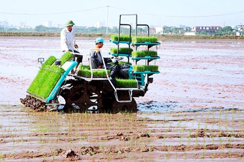 Triển khai dự án ứng dụng công nghệ cấy máy trong sản xuất lúa