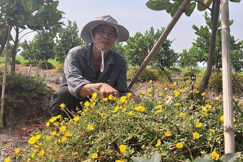 Ứng dụng công nghệ phun tưới tự động trên vườn mít Thái