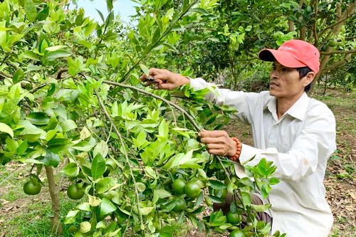 'Lấy ngắn nuôi dài' để phát triển kinh tế