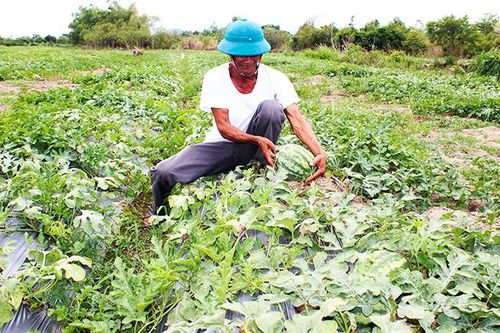 Tập trung chuyển đổi cơ cấu cây trồng