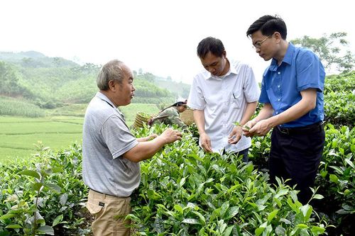 Tiếp tục thực hiện chương trình IPM