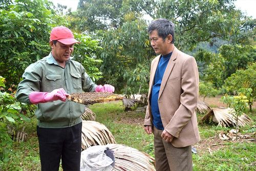CCB thành phố Tuyên Quang nỗ lực phát triển kinh tế