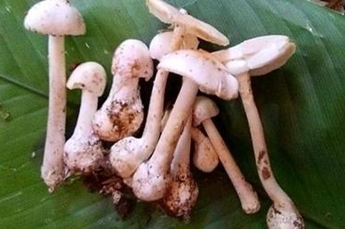 Ăn phải loại nấm cực độc, 4 người trong một gia đình nhập viện