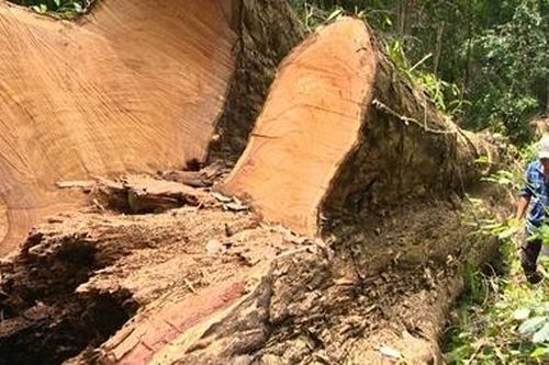 Tiếp tục phát hiện vụ khai thác gỗ giáng Hương cổ thụ trái phép tại Kbang