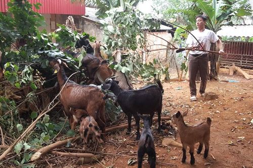 Phát huy mô hình giảm nghèo hiệu quả