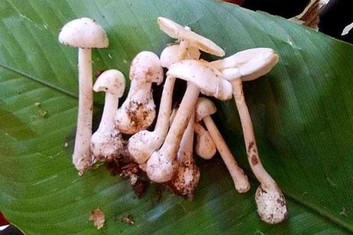 Ăn phải nấm cực độc, cả gia đình 4 người phải nhập viện