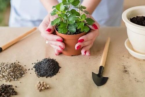 Mẹo hay chăm sóc cây cảnh trong nhà cần lưu tâm