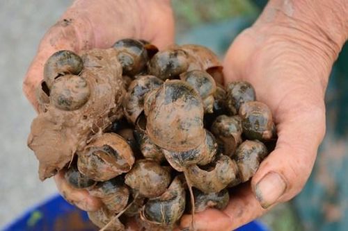 Nam Định: Nông dân dầm bùn diệt 'giặc' ốc bươu vàng