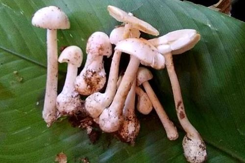 Ăn nấm cực độc, cả gia đình cùng nhập viện