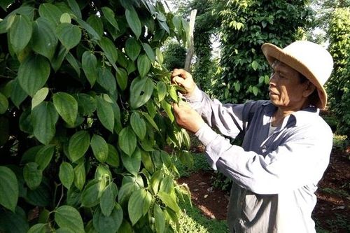 Giá tiêu hôm nay 4/3: Tiếp tục tăng, chạm mốc 57.000 đồng/kg, dự báo có thể lên 70.000 đồng/kg