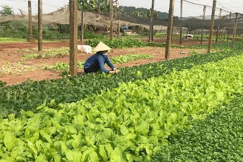 Để không phải 'giải cứu' nông sản