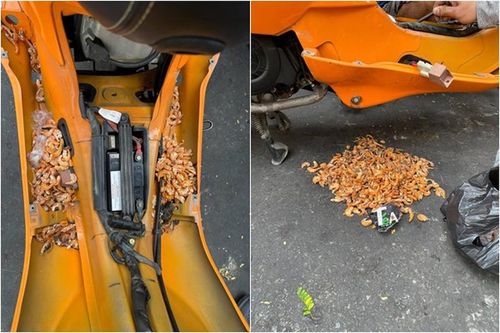 Mở xe máy ra sửa, chủ nhân 'rụng rời' với thứ bên trong
