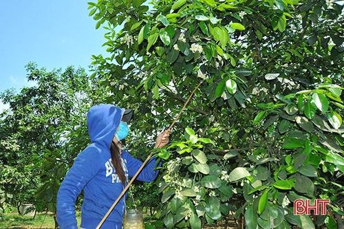 Thụ phấn bổ sung không ảnh hưởng đến chất lượng bưởi Phúc Trạch