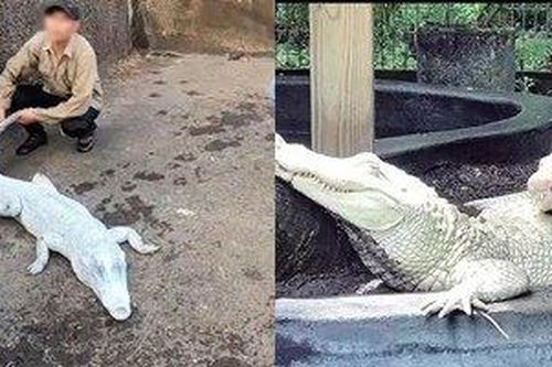 Sự thật về con cá sấu bạch tạng quý hiếm dưới hồ nước tại Việt Nam