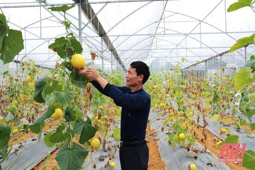 'Làn gió mới' trong phát triển nông nghiệp công nghệ cao ở huyện Bá Thước