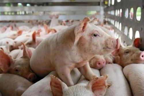 Giá lợn hơi hôm nay 4/3/2021; Tiếp tục chững giá