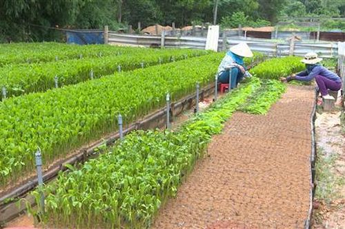 Cam Lộ: Thu nhập từ rừng gần 85 tỉ đồng