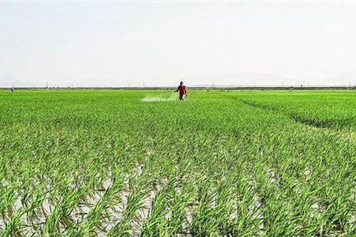 Khẩn trương phòng trừ bệnh đạo ôn hại lúa