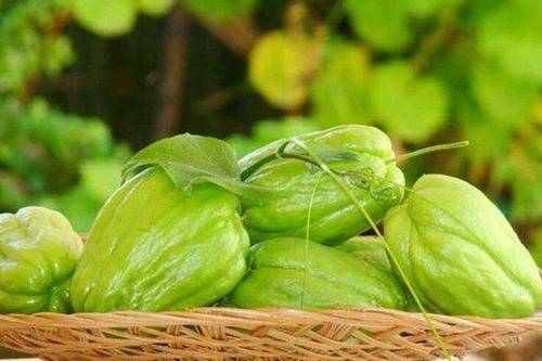 Các lợi ích không ngờ của quả su su
