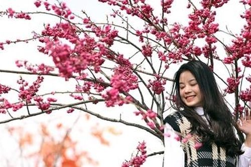 Hoa anh đào Nhật khoe sắc trên đỉnh Fansipan