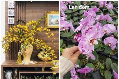 Địa lan trần mộng, hồ điệp đắt đỏ bỗng 'rẻ như rau' dịp 8/3