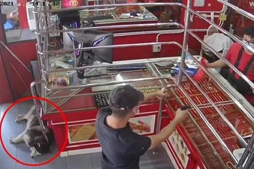 Clip: Tiệm vàng bị cướp, 'vệ sĩ' chó vẫn ngủ lăn quay