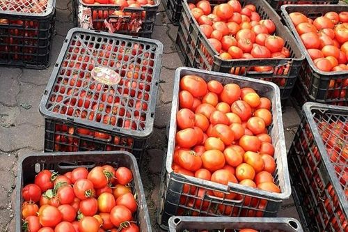 'Gỡ khó' việc thu mua, tiêu thụ nông sản vùng đang có dịch COVID-19