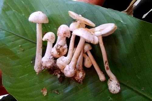 Vụ 4 người trong gia đình ngộ độc nấm: Bác sĩ khuyến cáo không ăn nấm lạ