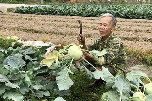 Lại câu chuyện 'giải cứu' nông sản