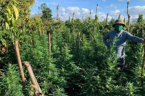 Đắk Lắk: Phát hiện một gia đình trồng trái phép cây cần sa trong rẫy cà phê