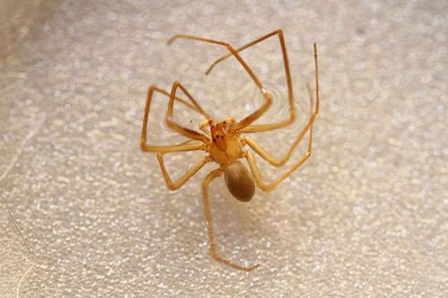 Rợn người trước cảnh nhện độc 'mượn' trường học làm nơi xây tổ