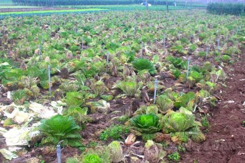 Giá rớt thê thảm, nông dân bỏ rau thối đầy ruộng