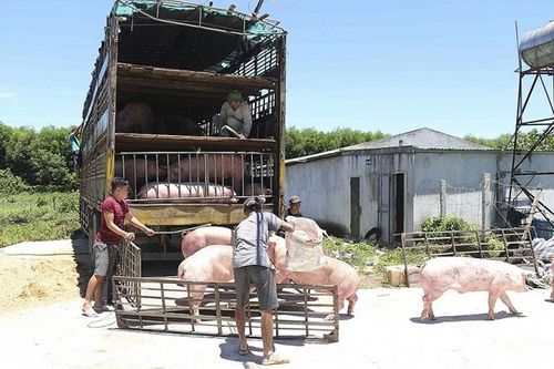 Xử lý nghiêm hoạt động buôn bán, vận chuyển lợn, sản phẩm từ lợn không rõ nguồn gốc