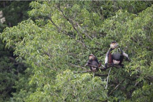 Giá trị tự nhiên độc đáo của Khu Dự trữ thiên nhiên Động Châu – Khe Nước Trong