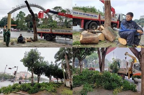 Hàng loạt cây xanh ở 'trái tim thành Vinh' bị đốn hạ làm phố đi bộ