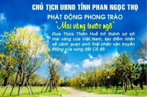 Thừa Thiên Huế kêu gọi người dân trồng mai vàng trước ngõ