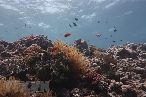 Australia phạt tàu nước ngoài đổ rác tại rạn san hô Di sản Thế giới