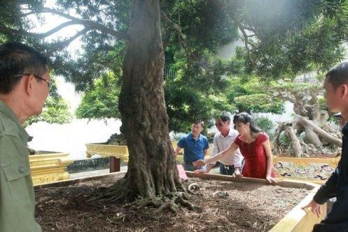 Cây tùng cổ dáng 'lạ' được định giá 1 triệu USD, báu vật để đời hay đại gia 'chém gió'?